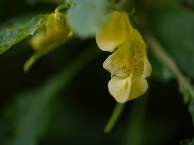 Impatiens tricornis, photographed by Dinesh Valke