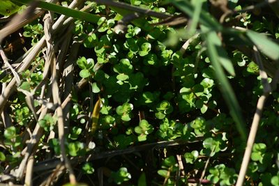 Rotala rotundifolia, photographed by S.MORE