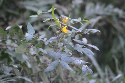 Senna occidentalis, photographed by S.MORE