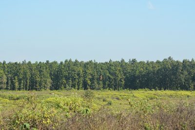 Shorea robusta, photographed by S.MORE