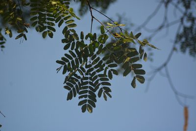 Albizia lebbeck, photographed by S.MORE