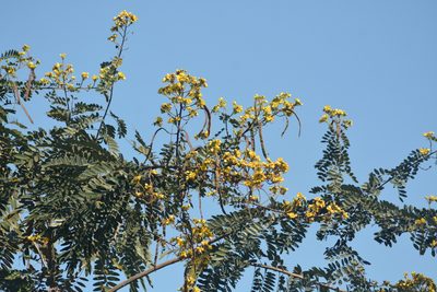 Senna siamea, photographed by S.MORE