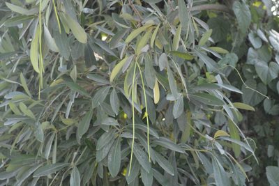 Alstonia scholaris, photographed by S.MORE