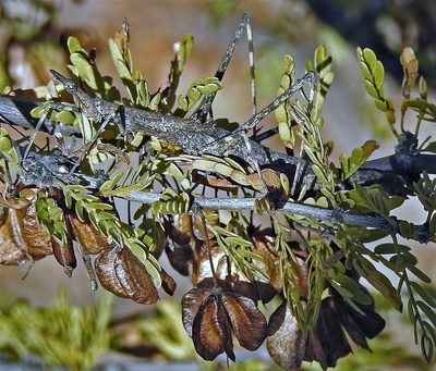 Bulnesia schickendantzii, photographed by Hugo Hulsberg