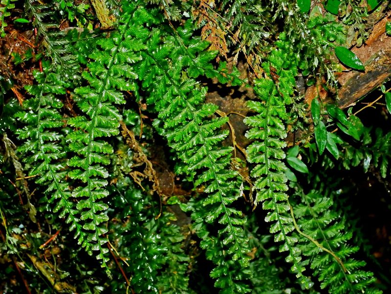 Vandenboschia auriculata, photographed by Jacy Chen