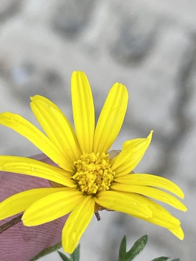Ursinia anethoides, photographed by Dave U
