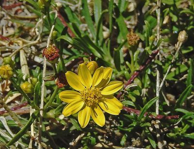 Gutierrezia mandonii, photographed by Hugo Hulsberg