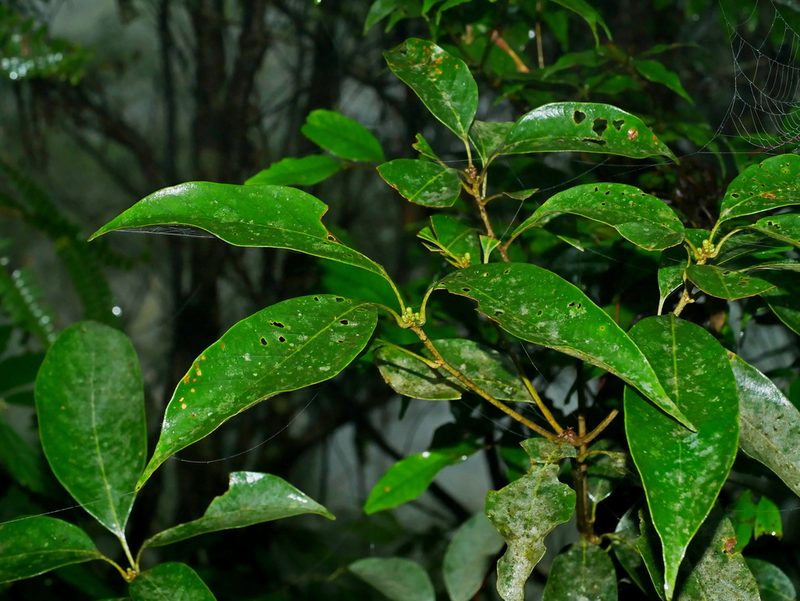 Lithocarpus taitoensis, photographed by Jacy Chen