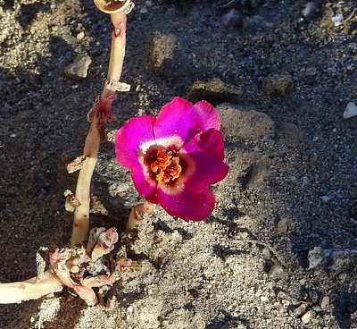 Portulaca gilliesii, photographed by Hugo Hulsberg