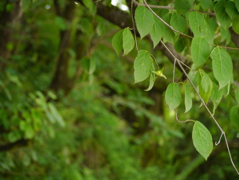 Euonymus fimbriatus, photographed by Dinesh Valke