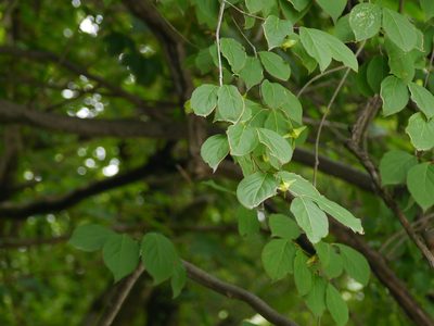 Euonymus fimbriatus, photographed by Dinesh Valke