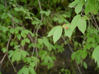 Euonymus fimbriatus, photographed by Dinesh Valke