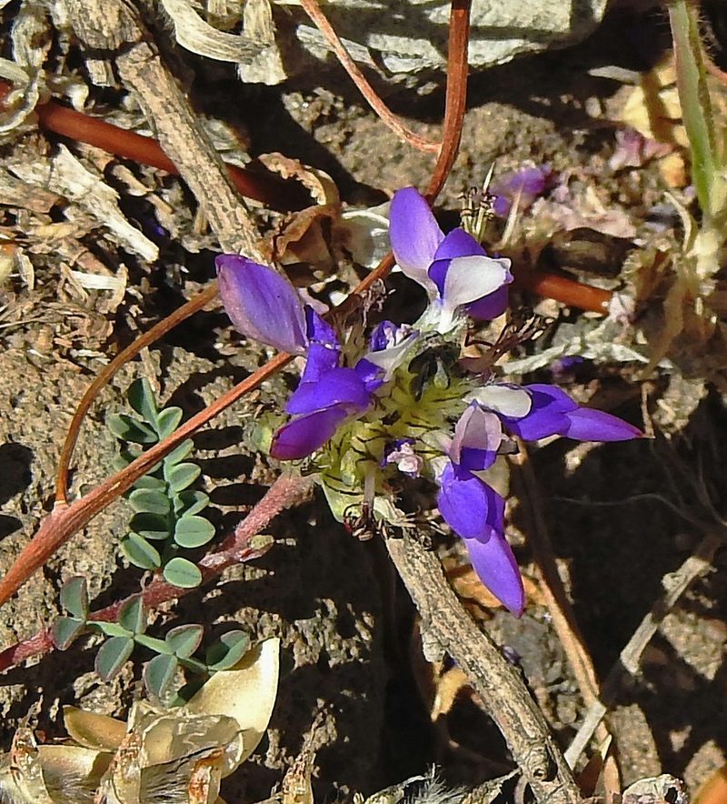 Dalea boliviana, photographed by Hugo Hulsberg