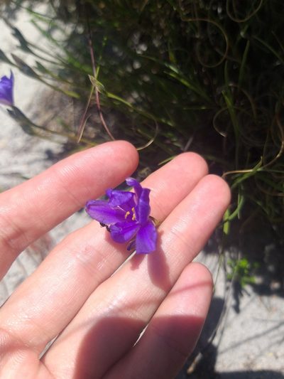 Aristea glauca, photographed by Tim Kirsten