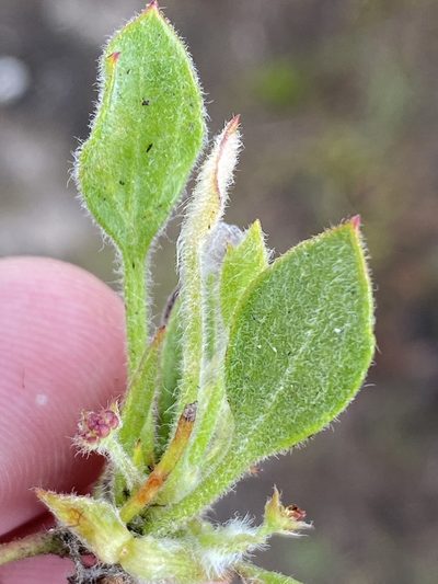 Centella montana, photographed by Dave U