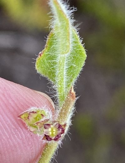 Centella montana, photographed by Dave U