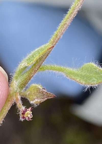 Centella montana, photographed by Dave U