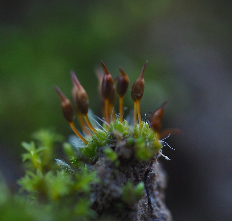Pterygoneurum ovatum, photographed by carnifex