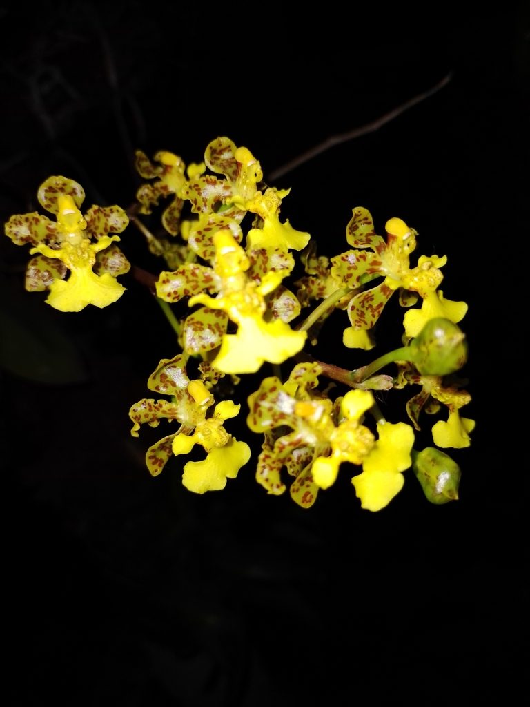 Trichocentrum brachyphyllum, photographed by Manuel Nicolás Madrigal Pérez
