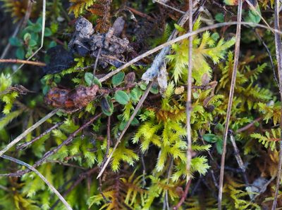 Homalothecium lutescens, photographed by carnifex