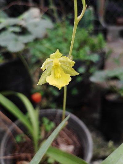 Oncidium graminifolium, photographed by Manuel Nicolás Madrigal Pérez