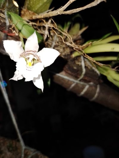 Rhynchostele cervantesii, photographed by Manuel Nicolás Madrigal Pérez