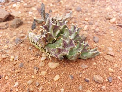 Orbea melanantha, photographed by Manuel R Popp