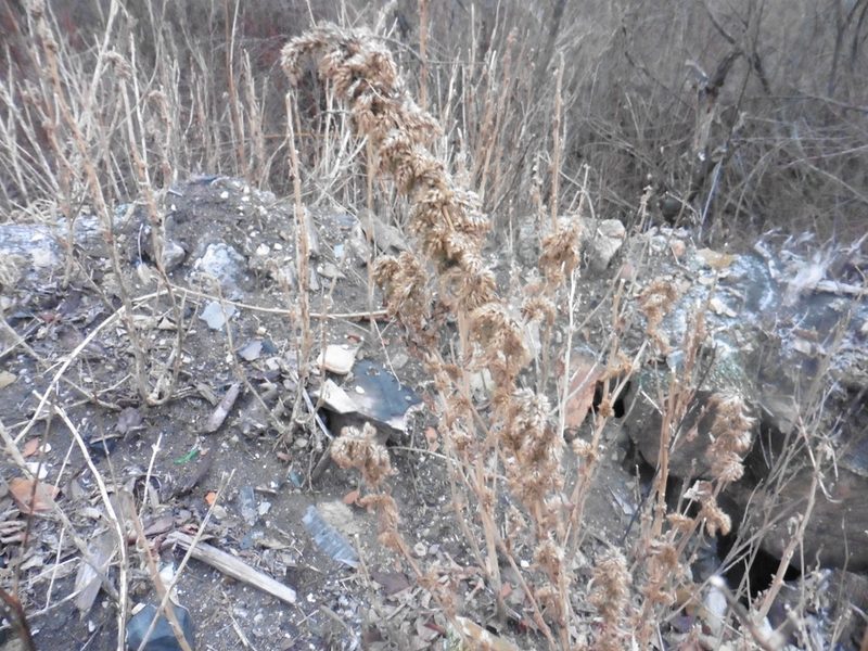 Amaranthus retroflexus, photographed by Силаева Татьяна Борисовна