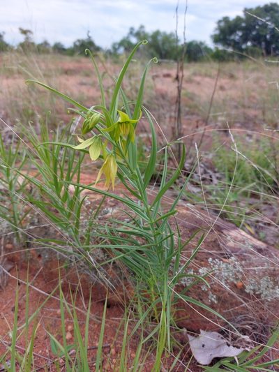 Gloriosa rigidifolia, photographed by Manuel R Popp
