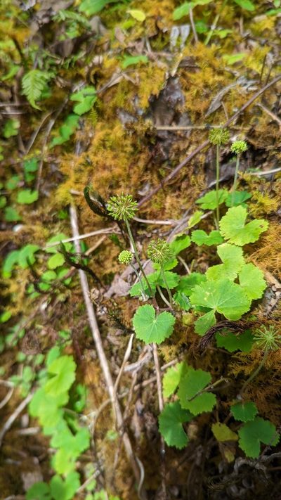 Hydrocotyle mexicana, photographed by Emily Franzen