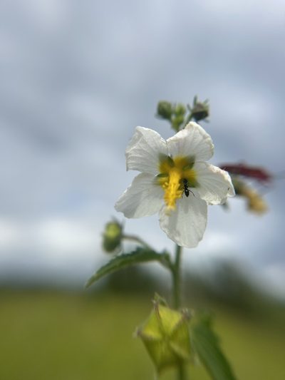 Kosteletzkya depressa, photographed by Brandon Corder