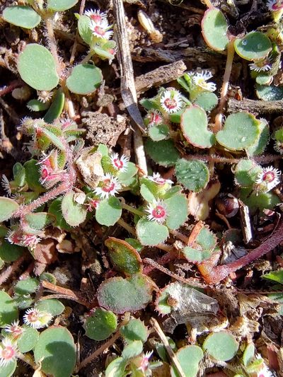 Euphorbia dentosa, photographed by Abraham Sánchez Romero