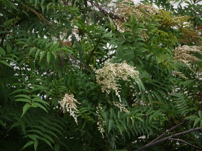 Sorbaria tomentosa, photographed by Dinesh Valke