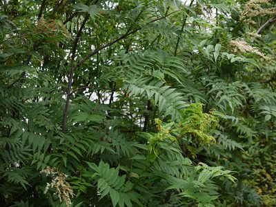 Sorbaria tomentosa, photographed by Dinesh Valke