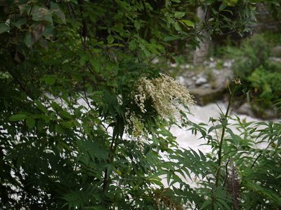 Sorbaria tomentosa, photographed by Dinesh Valke