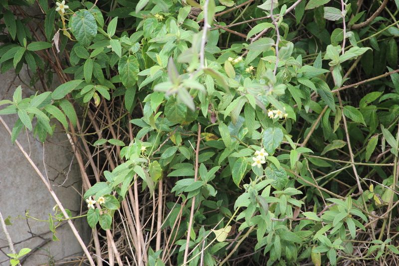 Gonolobus edulis, photographed by Ashwin Srinivasan