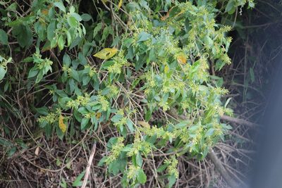 Cestrum nocturnum, photographed by Ashwin Srinivasan