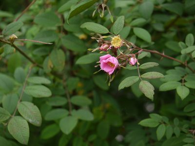 Rosa macrophylla, photographed by Dinesh Valke