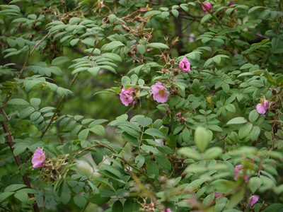 Rosa macrophylla, photographed by Dinesh Valke