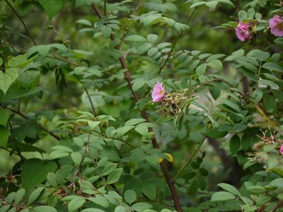 Rosa macrophylla, photographed by Dinesh Valke