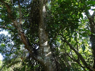 Ficus sur, photographed by Shaun Swanepoel