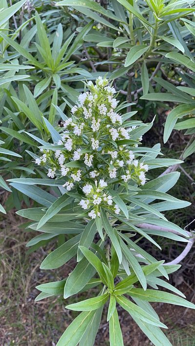 Echium giganteum, photographed by Codrin Bucur