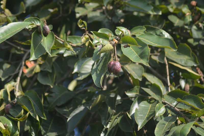 Terminalia chebula, photographed by S.MORE