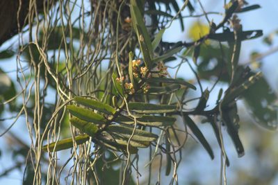 Acampe praemorsa, photographed by S.MORE