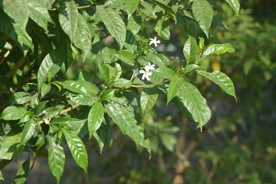 Tabernaemontana divaricata, photographed by S.MORE