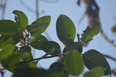 Ficus benghalensis, photographed by S.MORE