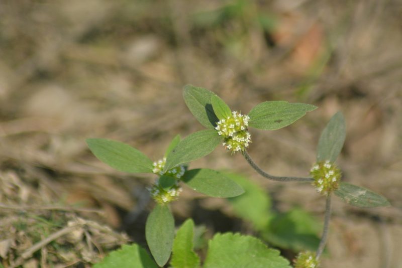 Spermacoce ocymoides, photographed by S.MORE