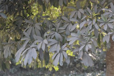 Alstonia scholaris, photographed by S.MORE