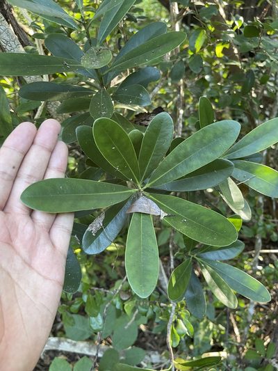 Canella winterana, photographed by Brandon Corder