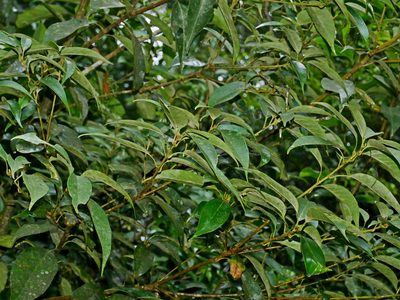 Lithocarpus taitoensis, photographed by Jacy Chen